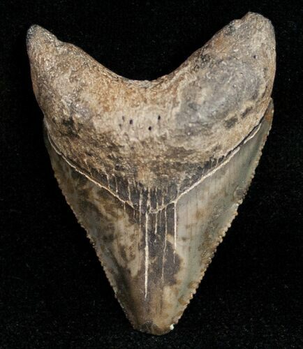Juvenile Megalodon Tooth - Sharp Serrations #11973
